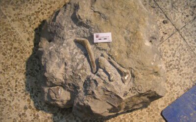 La DGA financia la preparacion de los dinosaurios de Aren Huesca