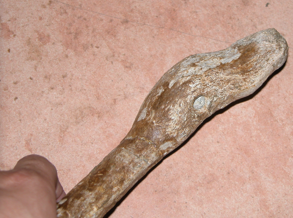 Detalle de la patología de una vertebra caudal de hadrosaurio
