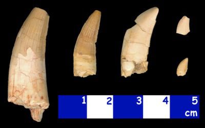 Hemos encontrado dientes de dinosaurio carnívoro en Josa, Teruel