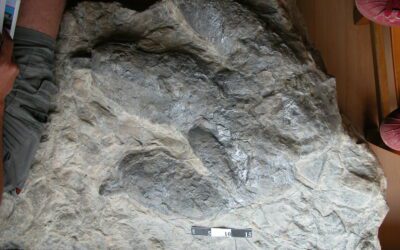 La icnita de dinosaurio terópodo más grande de España