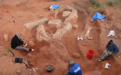 Descubierto un esqueleto articulado de un saurópodo en Paso Córdoba