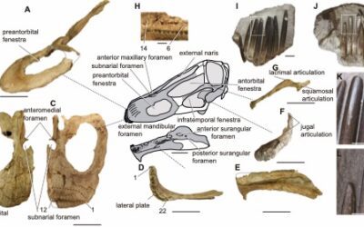 Hemos descubierto un nuevo dinosaurio saurópodo en la Patagonia argentina