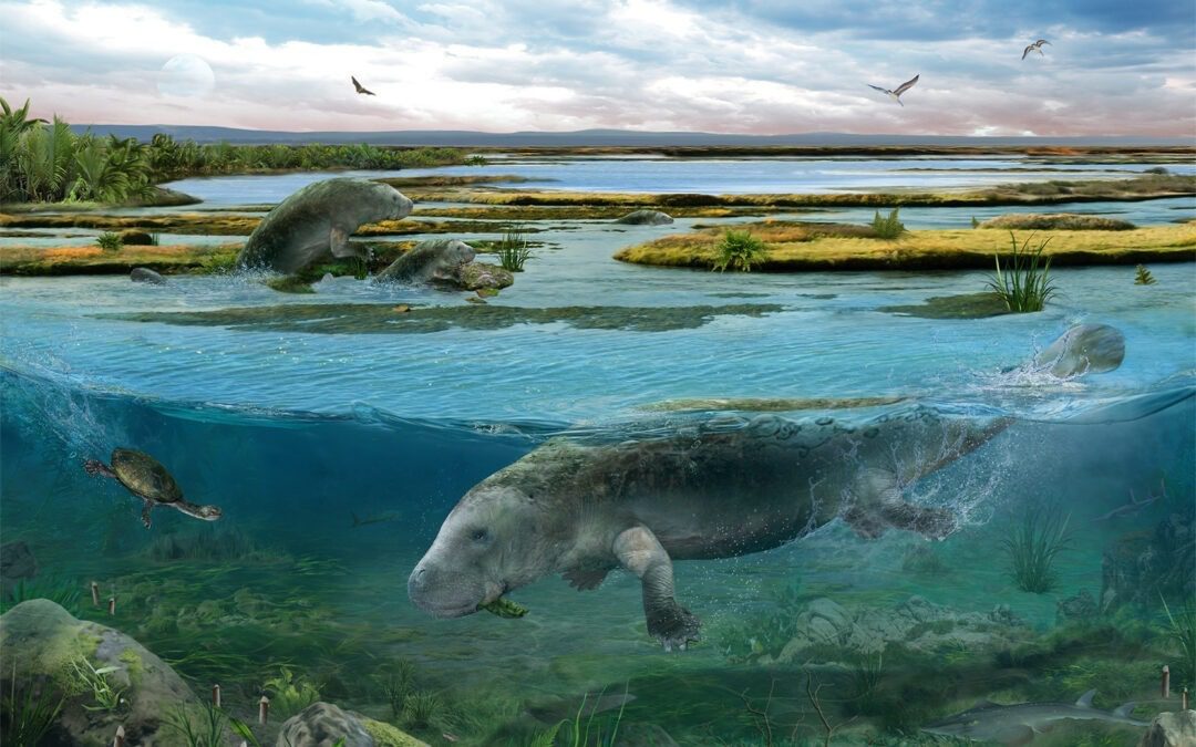 Nuevos datos sobre la locomoción de Sobrarbesiren