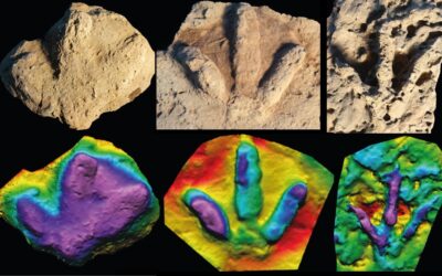 Nuevas huellas fósiles de dinosaurios y crocodilomorfos del Jurásico superior en Portugal