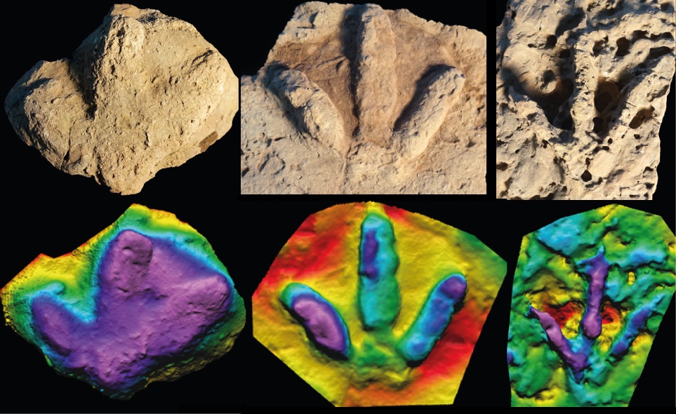 Nuevas huellas fósiles de dinosaurios y crocodilomorfos del Jurásico superior en Portugal