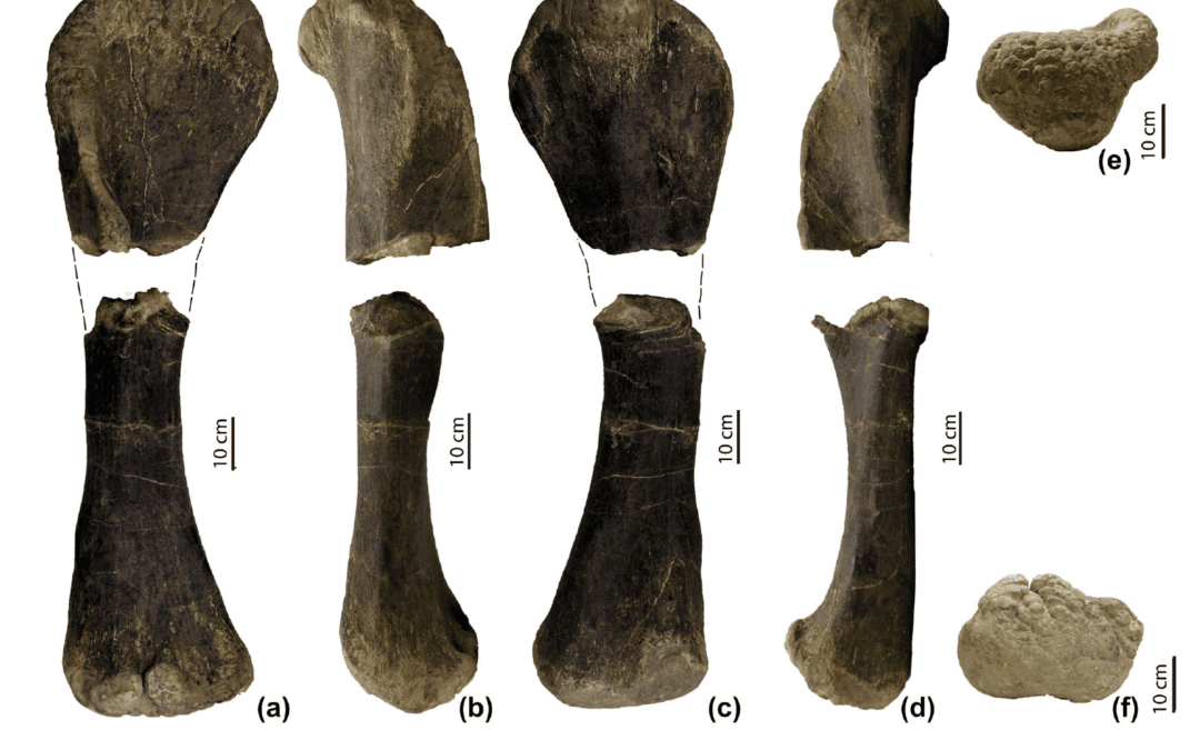 Nuevos datos sobre la paleobiodiversidad de los saurópodos en la transición Jurásico-Cretácico de España (Burgos)