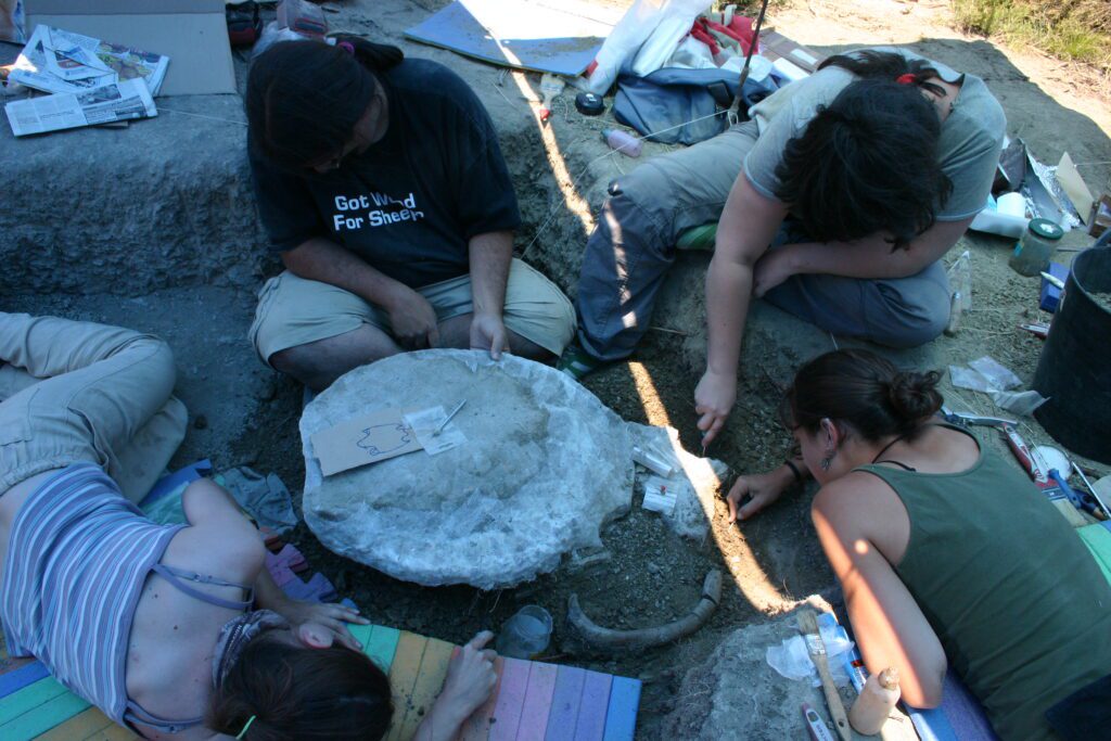 Eocenochelus en excavación