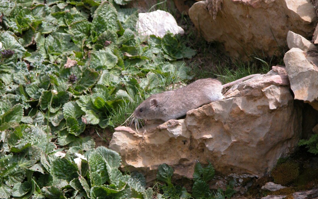 La biodiversidad en Europa desde hace 2,5 millones de años: una síntesis con roedores