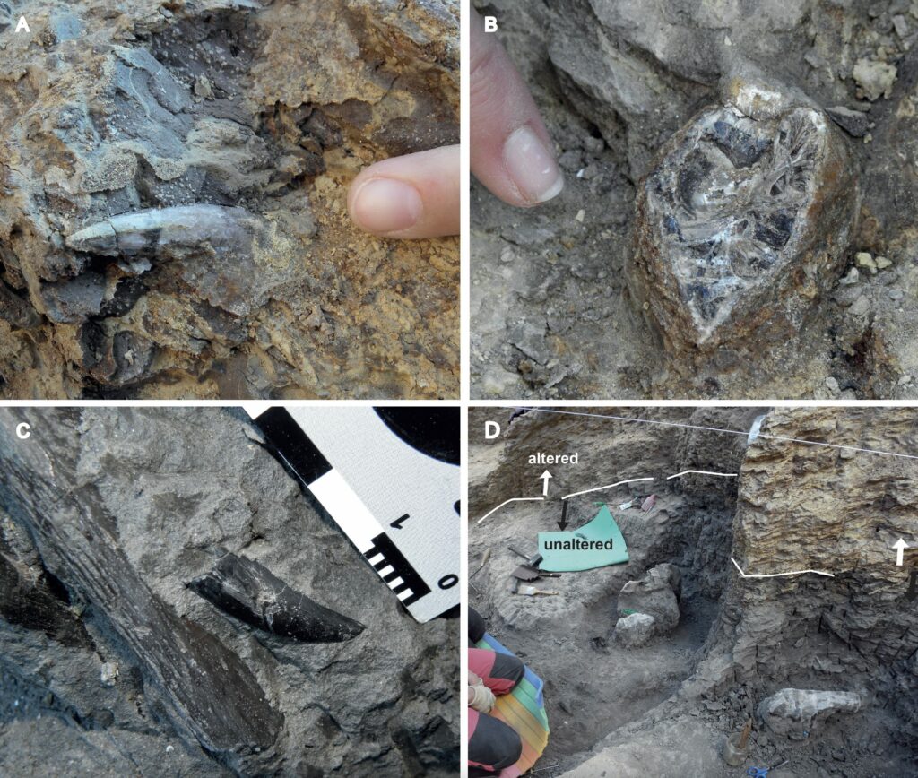 dientes dinosaurio en el yacimiento de Algecira