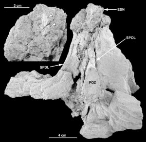Fragmento de espina neural de saurópodo titanosaurio de Cirugeda, Aliaga