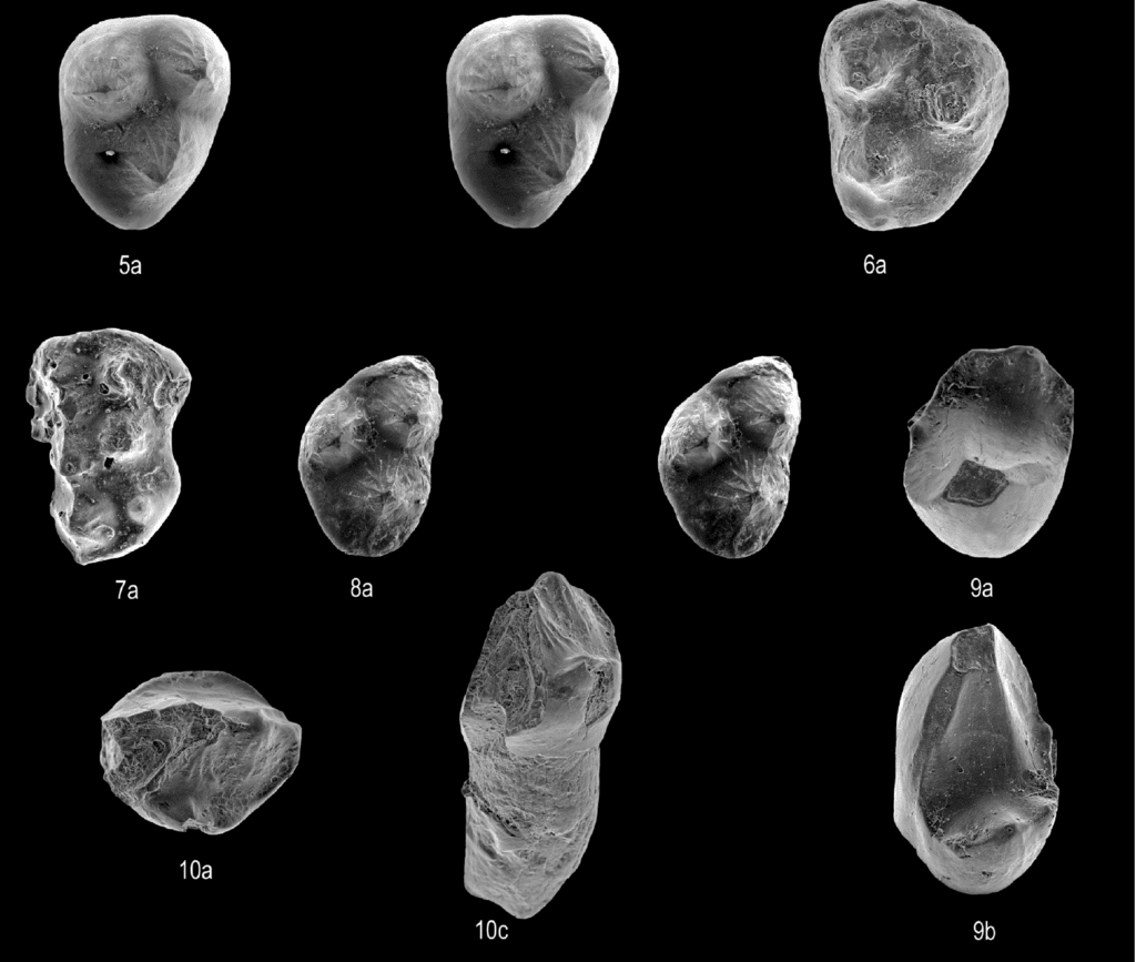 Dientes de mamíferos de Vallipón