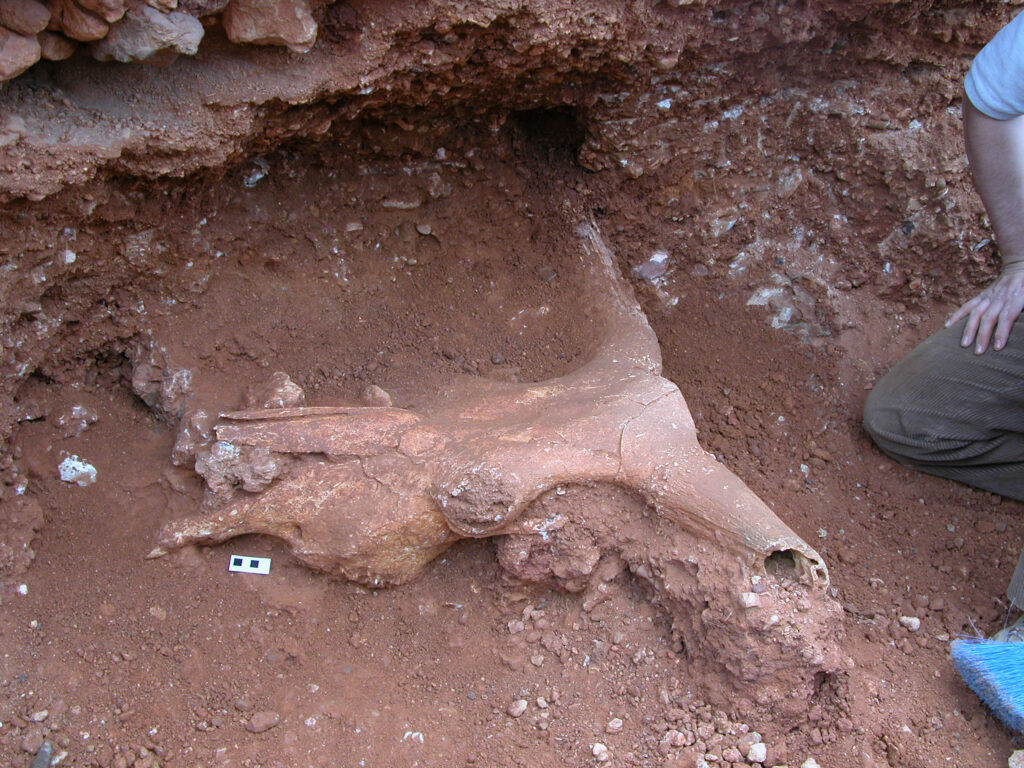 Uro de Ariño en excavación