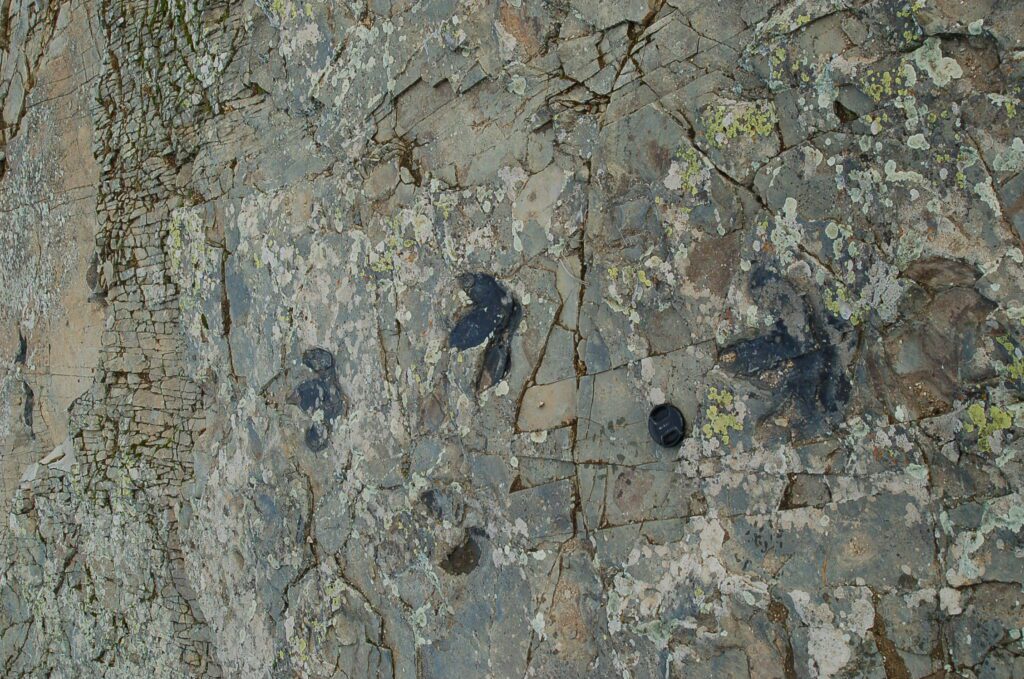 Rastro Therangospodus