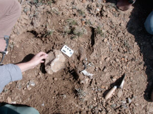 Excavando vertebra de dinosaurio en Utrillas