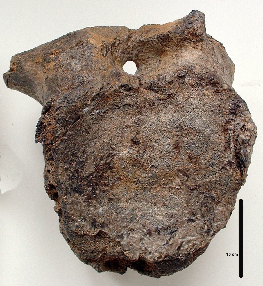 Vertebra caudal de Iguanodontido de Utrillas