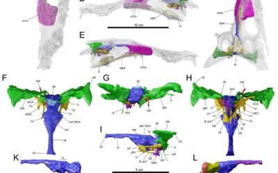 ¿Cómo era el cerebro de los cocodrilos antes de la extinción del final del Cretácico?