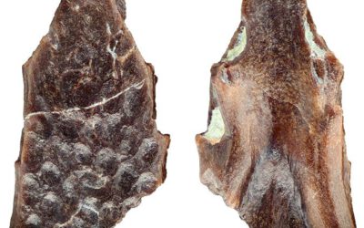 El pequeño anfibio que vivió bajo los pies de los dinosaurios