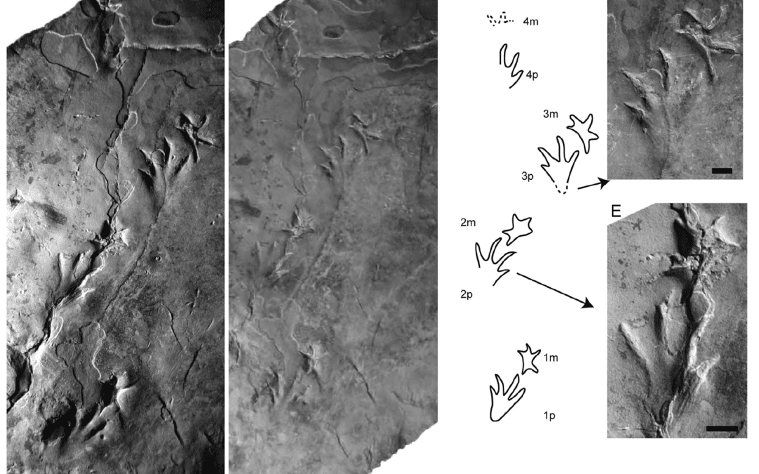 Nuevos datos sobre como caminaban los cocodrilos que convivian con los dinosaurios