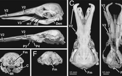 Encontrado un pariente de los ornitorrincos del tiempo de los dinosaurios