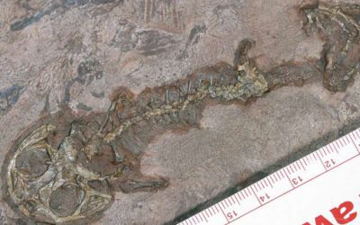 Encontrado el ancestro de los anfibios modernos