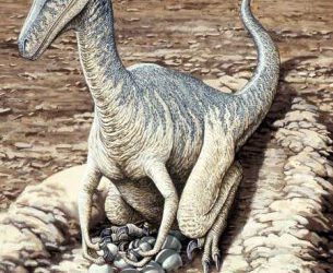 Cuidados parentales en terópodos no avianos