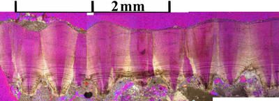 Paleoology: un grupo de discusión especializado en huevos fósiles