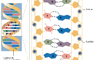 Paleogenómica de los neandertales