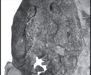 Descrita nueva especie de cocodrilo del final del Cretácico