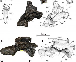Un nuevo cocodrilo del Maastrichtiense pirenáico