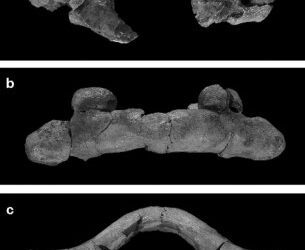 Descubiertos los sirenios fósiles más antiguos de Oeste de Europa