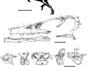 Austroraptor cabazai, descrito el mayor terópodo dromaeosáurido de Sudamérica