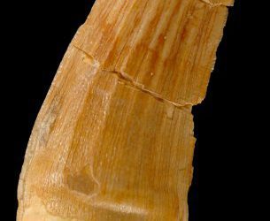 Charla sobre los Dinosaurios de las Cuencas Mineras