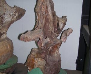 Barrosasaurus: el último titanosaurio argentino en llegar