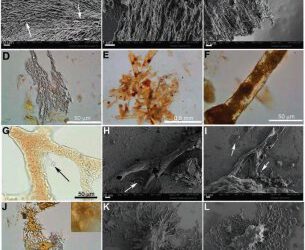 Descubiertas proteinas de un hadrosaurido de 80 millones de años