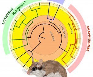 Descubierta la relación de parentesco del liron endémico de las Baleares