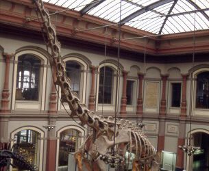 Brachiosaurus versus Giraffatitan