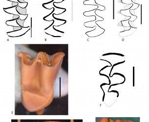 Neandertales del interior de la Península Ibérica: Los Casares, Guadalajara