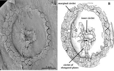 Un enigmático fósil australiano en el Cámbrico de Murero.