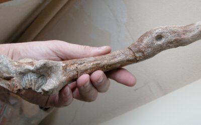 Las patologías del hadrosaurio de Arén en el Congreso de Paleopatología