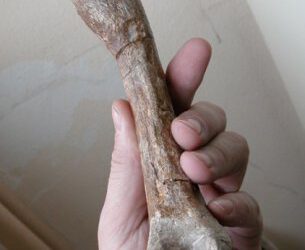 Exposición de Paleopatología en Barcelona