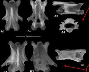 Primera cita de Chioglossa lusitanica en el Holoceno de la Península Ibérica