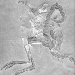 Aragosaurus en los suplementos del Heraldo de Aragón