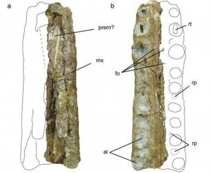 Presencia de crocodilomorfos longirostros en el Barremiense de España
