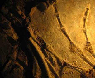 Curso Restauracion Fósiles