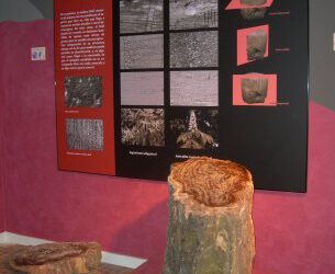 Ya se puede visitar el Centro del Árbol fósil