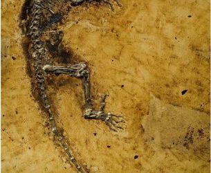 Darwinius, el fósil de primate más completo