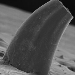 Descubiertos nuevos yacimientos de dinosaurios del Cretácico Inferior