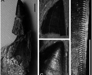 Los terópodos del Museo del Jurásico de Asturias