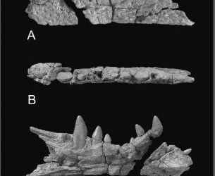 Sobre los cocodrilos sebesosuquios del Cretácico Superior de Europa
