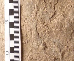 Descritas las primeras icnitas de un mamífero carnívoro en el Eoceno en la Península Ibérica